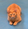 adoptable Cat in muskegon, MI named Hawkeye
