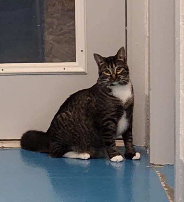 adoptable Cat in Muskegon, MI named Musha