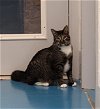 adoptable Cat in muskegon, MI named Musha