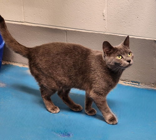 picture of the cat needing adoption