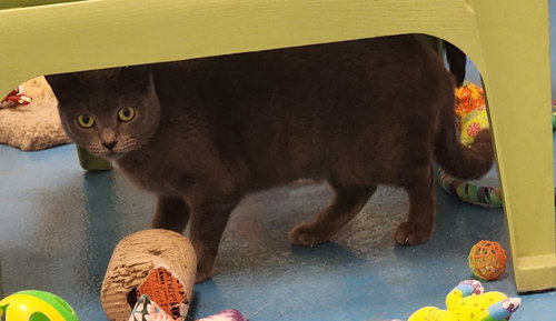 TWYLA - Domestic Short Hair available for adoption