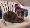 adoptable Cat in , MI named Ophelia