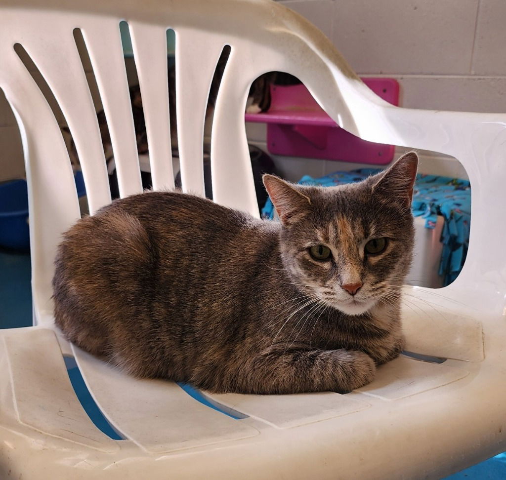 adoptable Cat in Muskegon, MI named Ophelia