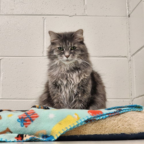 picture of the cat needing adoption