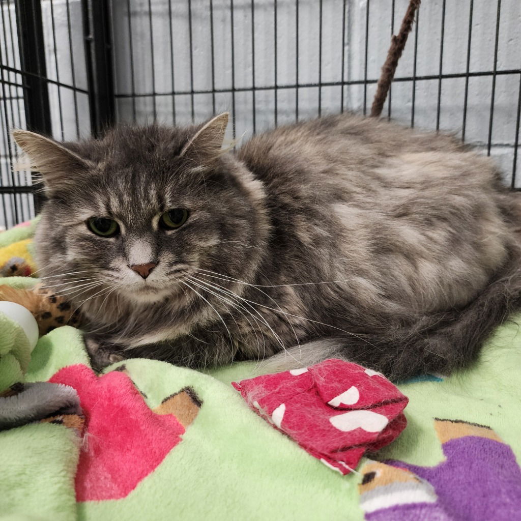 adoptable Cat in Muskegon, MI named Aurora