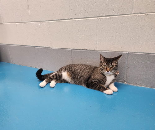 picture of the cat needing adoption