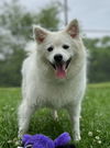 adoptable Dog in Muskegon, MI named Sonam