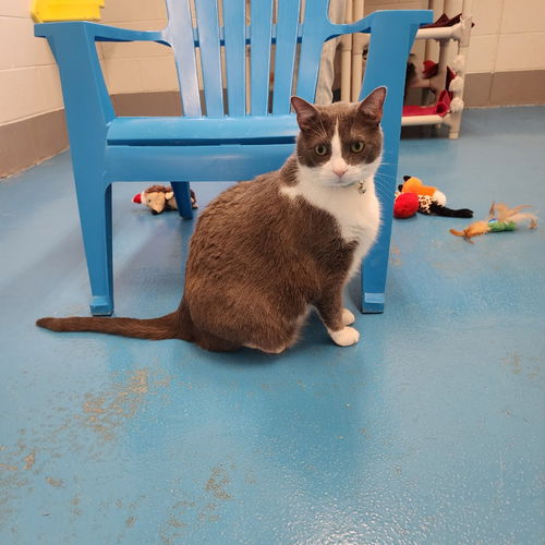 picture of the cat needing adoption