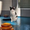 adoptable Cat in muskegon, MI named Cat Stevens