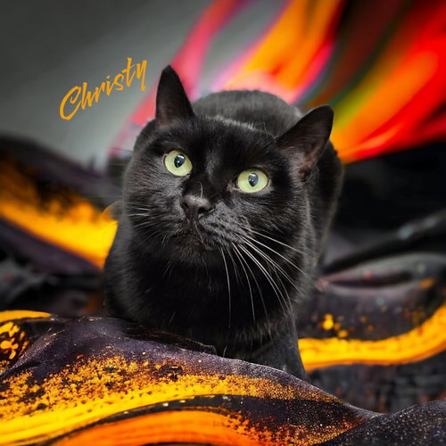 CHRISTY - Domestic Short Hair available for adoption