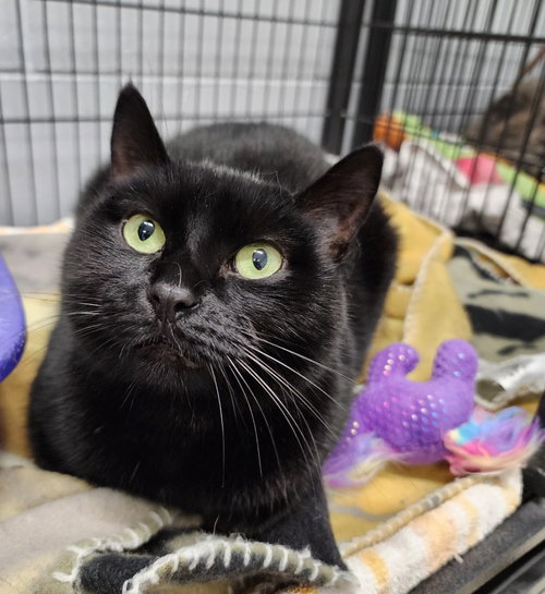 CHRISTY - Domestic Short Hair available for adoption