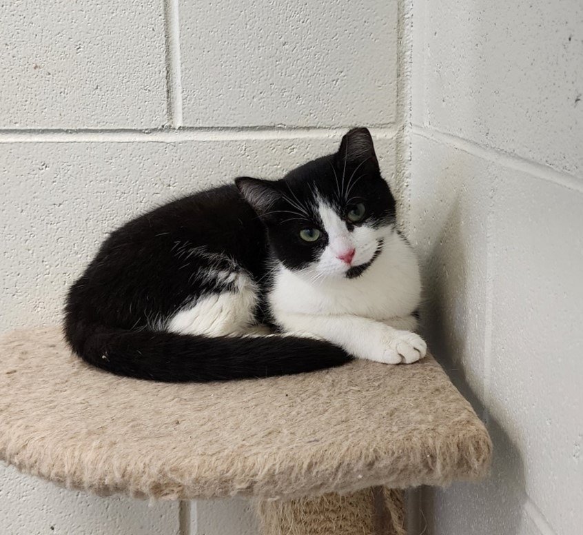 adoptable Cat in Muskegon, MI named QT