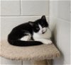 adoptable Cat in muskegon, MI named QT