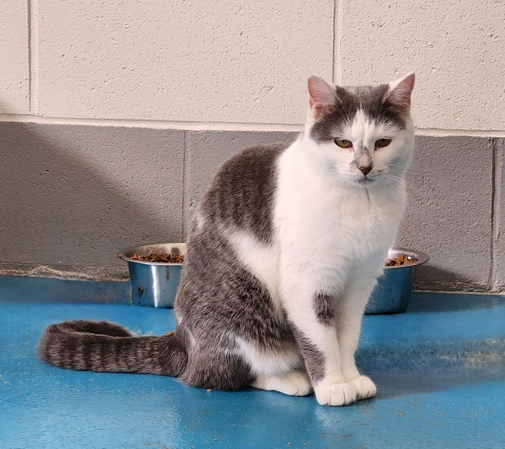 adoptable Cat in Muskegon, MI named Winnie