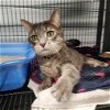 adoptable Cat in muskegon, MI named Layla