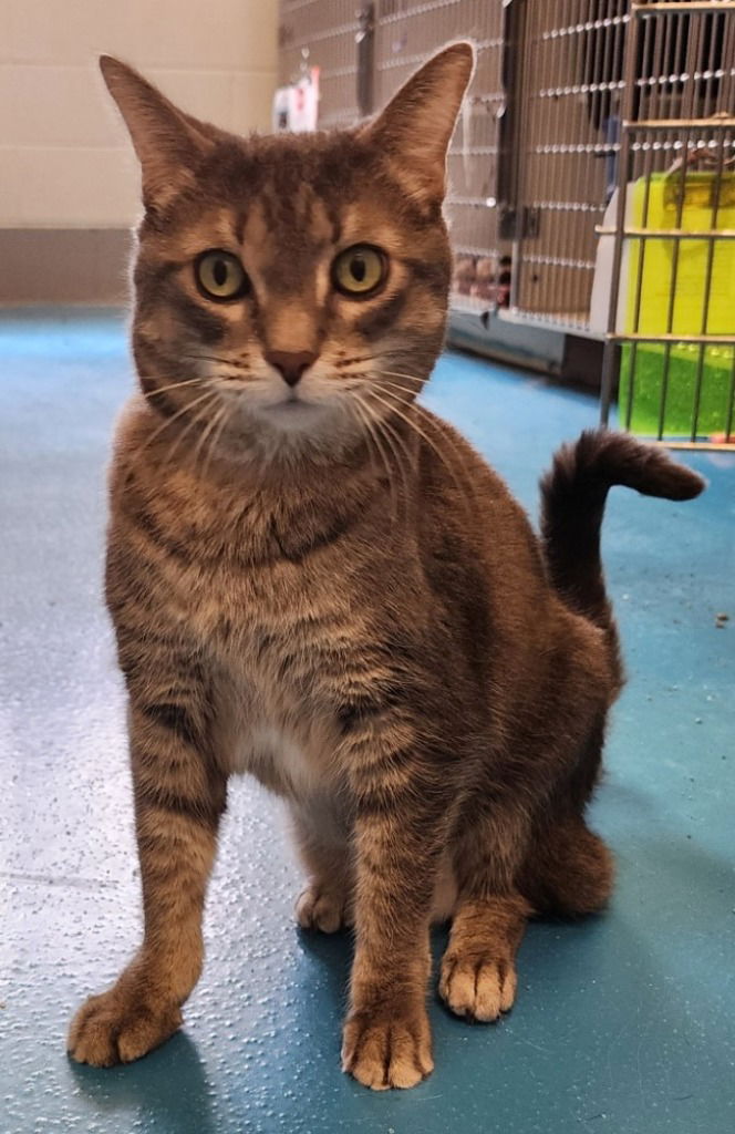 adoptable Cat in Muskegon, MI named Layla