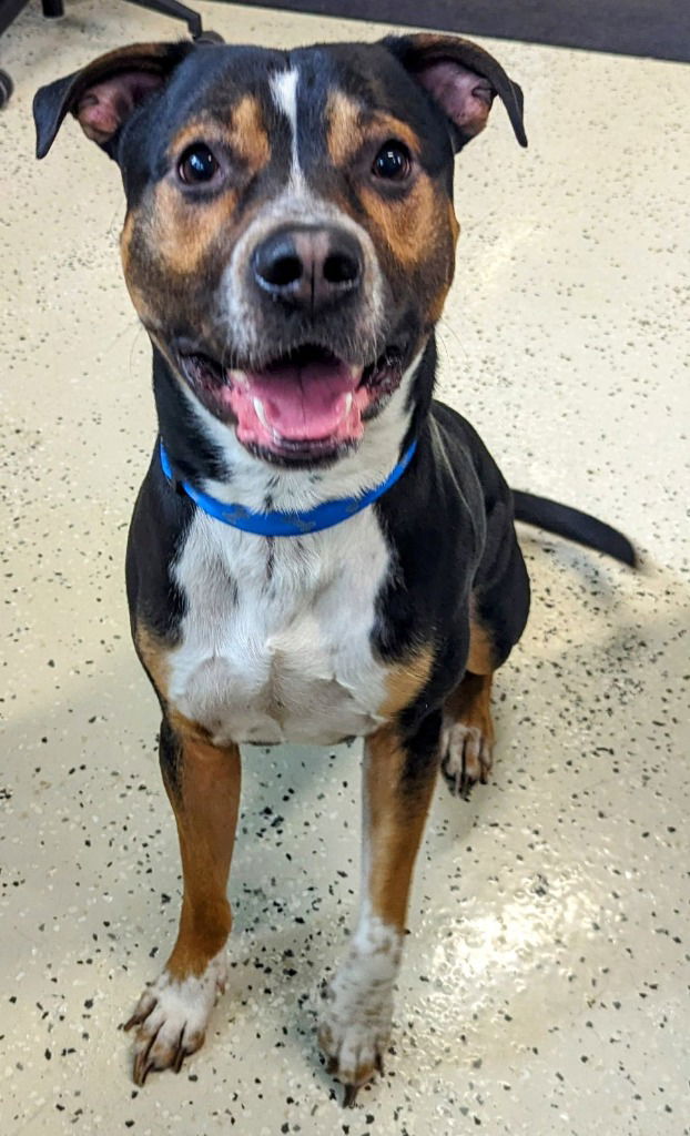 adoptable Dog in Muskegon, MI named Major