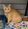 adoptable Cat in muskegon, MI named Pumpkin