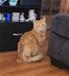 adoptable Cat in muskegon, MI named Hopper
