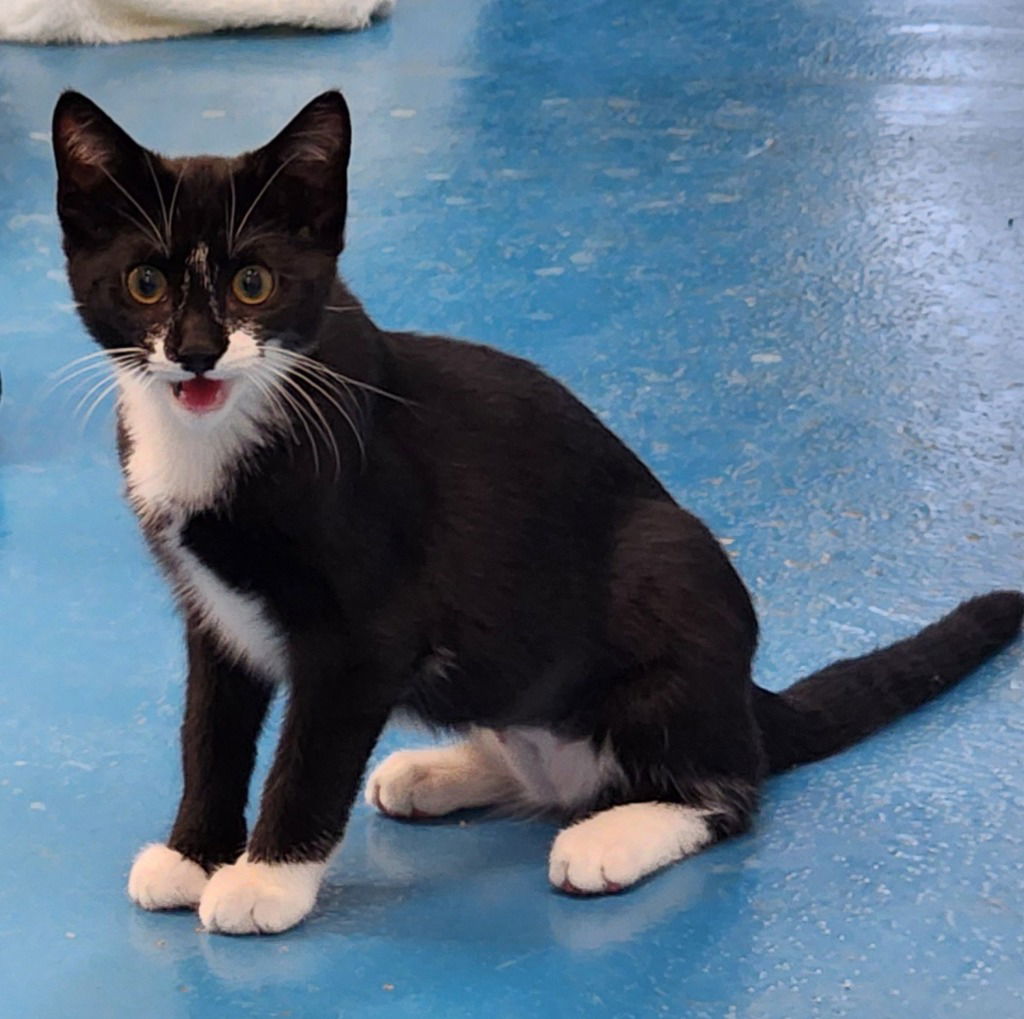 adoptable Cat in Muskegon, MI named Ivy