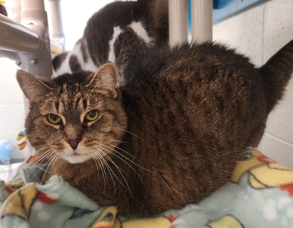 adoptable Cat in Muskegon, MI named Wolfie