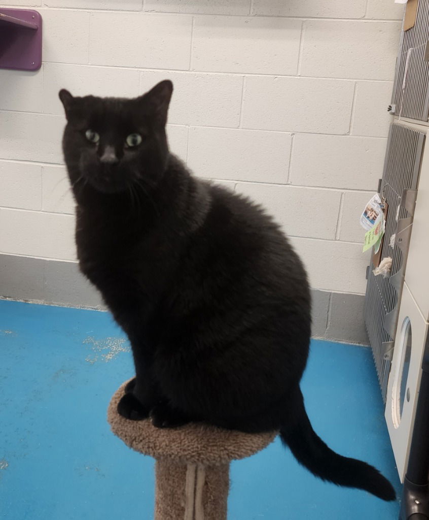 adoptable Cat in Muskegon, MI named Blackjack