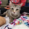 adoptable Cat in , MI named Noodles