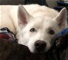 adoptable Dog in muskegon, MI named Ghost