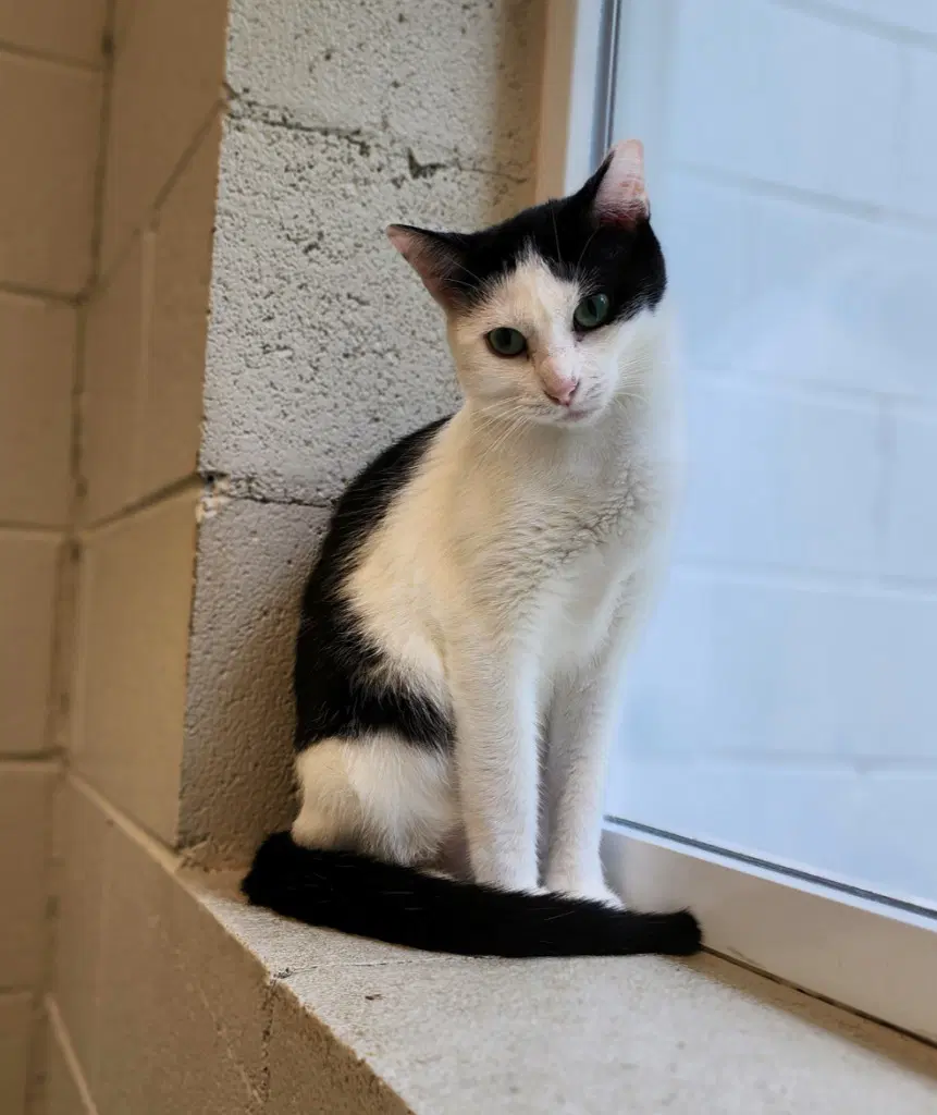 Tajin - Domestic Short Hair