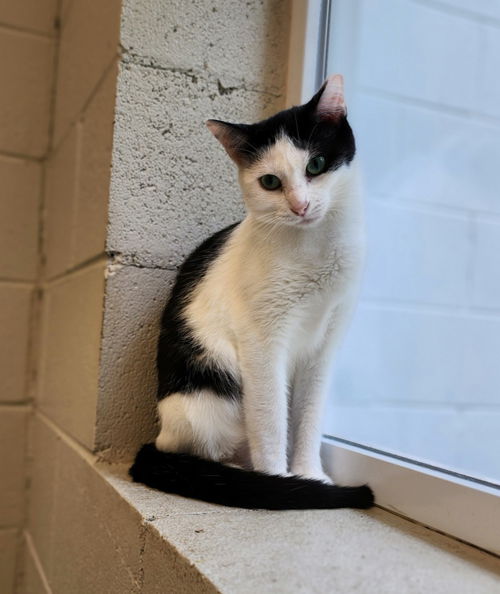 picture of the cat needing adoption