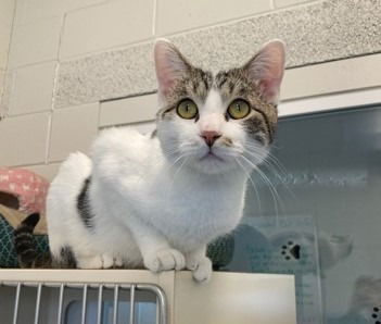 adoptable Cat in Muskegon, MI named Jax