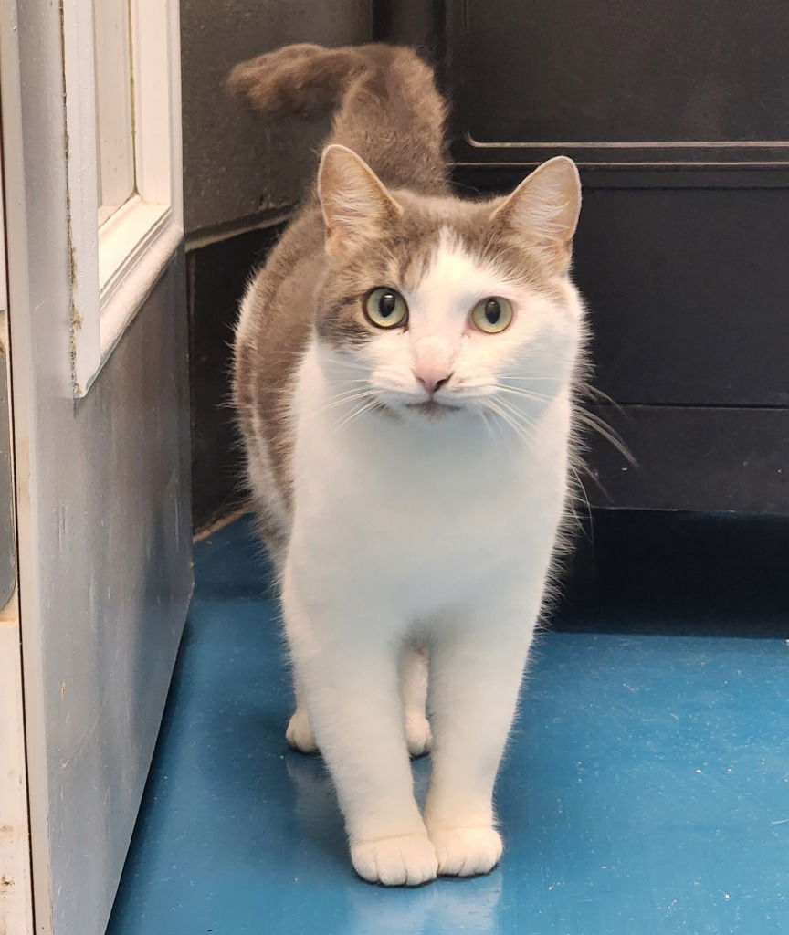 adoptable Cat in Muskegon, MI named Eleaner