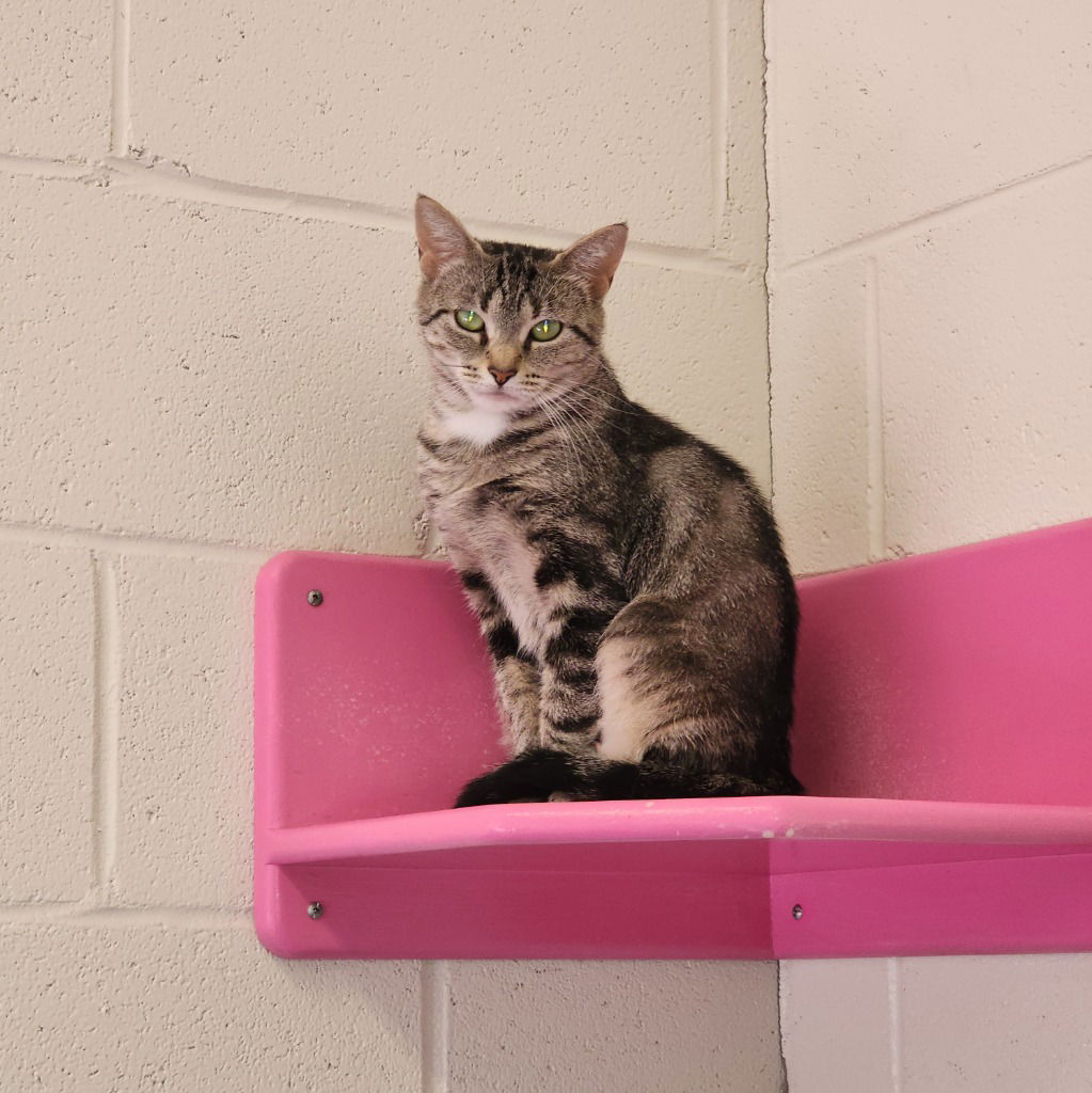 adoptable Cat in Muskegon, MI named Deloris