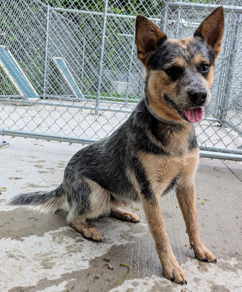 adoptable Dog in Muskegon, MI named Kash