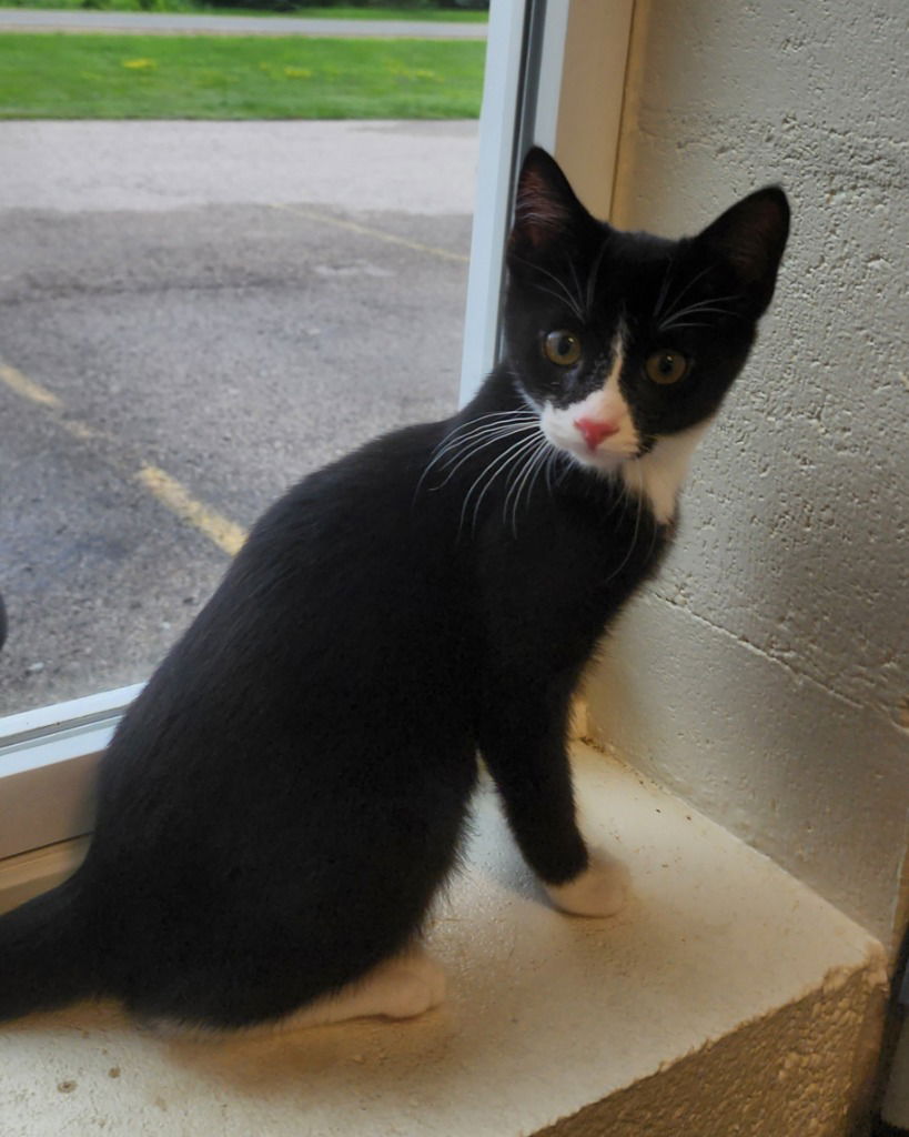 adoptable Cat in Muskegon, MI named Lily