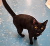 adoptable Cat in Muskegon, MI named Shadow