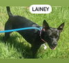 adoptable Dog in Muskegon, MI named Lainey