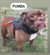 adoptable Dog in Muskegon, MI named Pumba