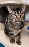 adoptable Cat in Muskegon, MI named Garage Cat Gary