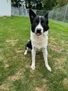 adoptable Dog in Muskegon, MI named Jimmy