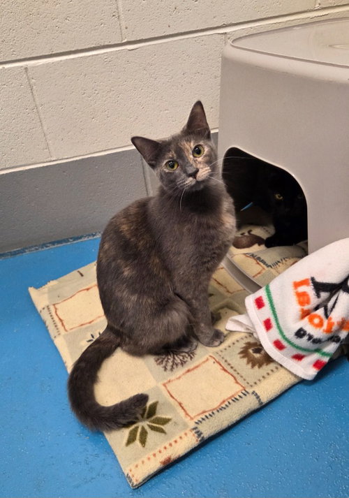 picture of the cat needing adoption
