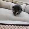 Lemon - Photo 4