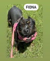 adoptable Dog in Muskegon, MI named Fiona