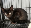 adoptable Cat in , MI named Bam Bam