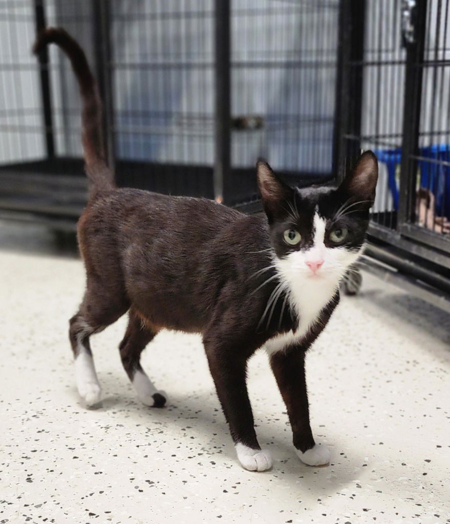 adoptable Cat in Muskegon, MI named Betty