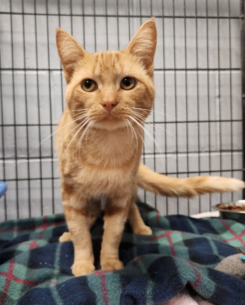 adoptable Cat in Muskegon, MI named Cheeto