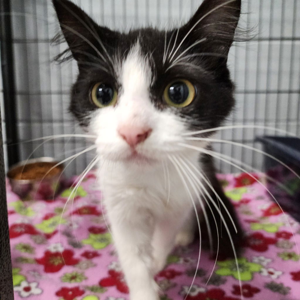 adoptable Cat in Muskegon, MI named Panda