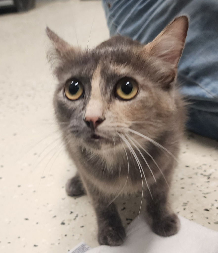 adoptable Cat in Muskegon, MI named Munchie