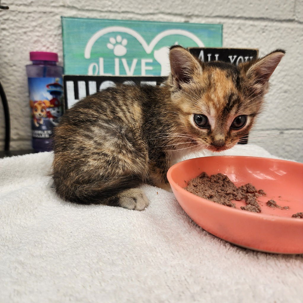 adoptable Cat in Muskegon, MI named Tiger