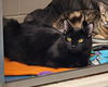 adoptable Cat in  named Salem